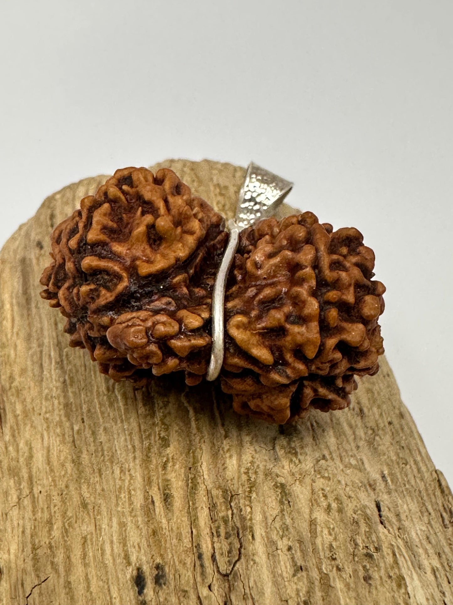 Rudraksha,Gauri Shankar, natural rudraksha from Nepal set with sterling silver,natural rudraksha